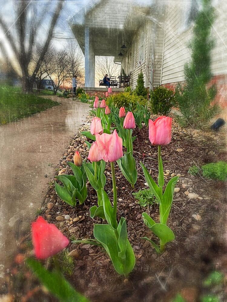 photo of spring with flowers and house